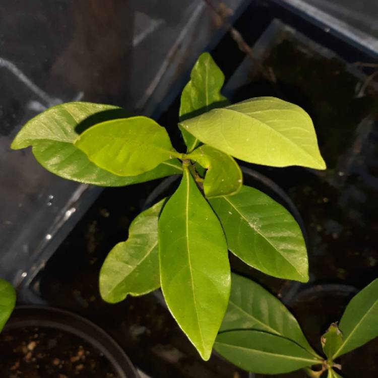 Plant image Gardenia Jasminoides 'August Beauty'