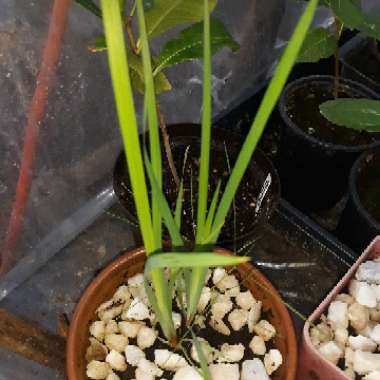 Iris ensata