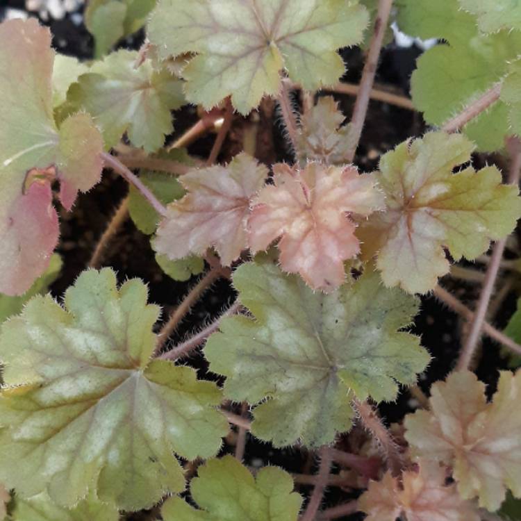 plant image 1215013