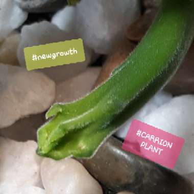 Stapelia hirsuta