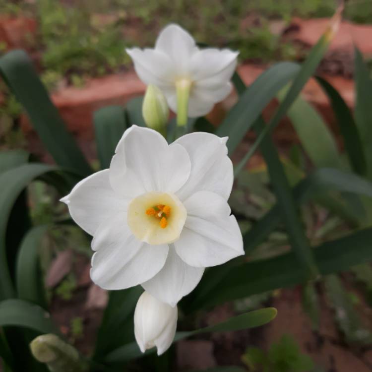plant image 1227796