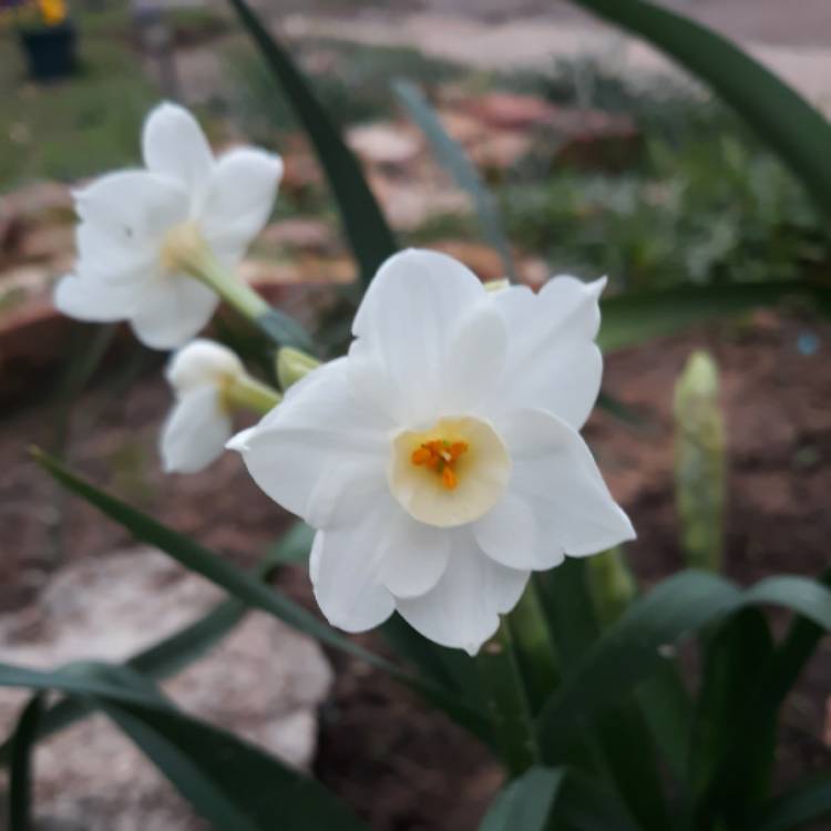 plant image 1227806