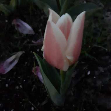 Tulipa 'Mango Charm'