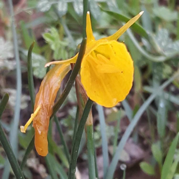 plant image 1252323