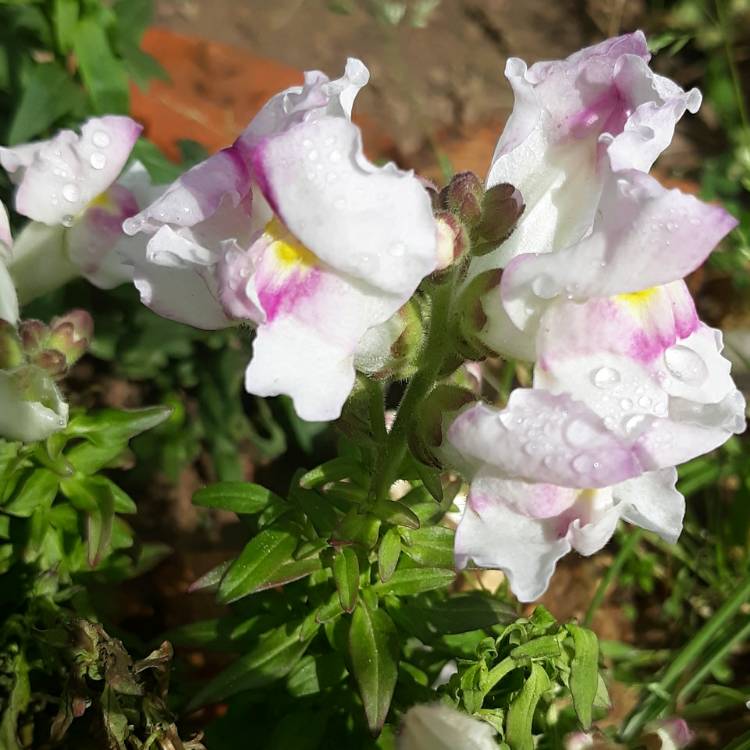 Plant image Antirrhinum majus 'Floral Showers Mix' (Floral Showers Series)