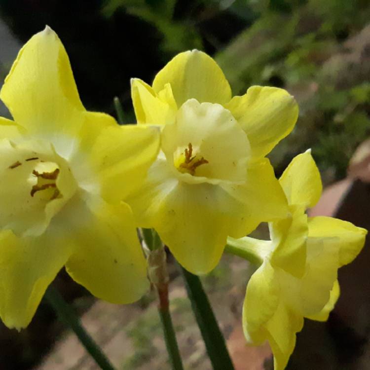plant image 1274620 plant image 1274620