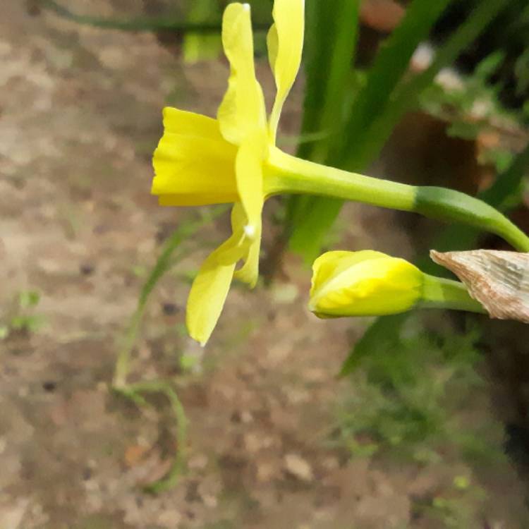 plant image 1274621 plant image 1274621