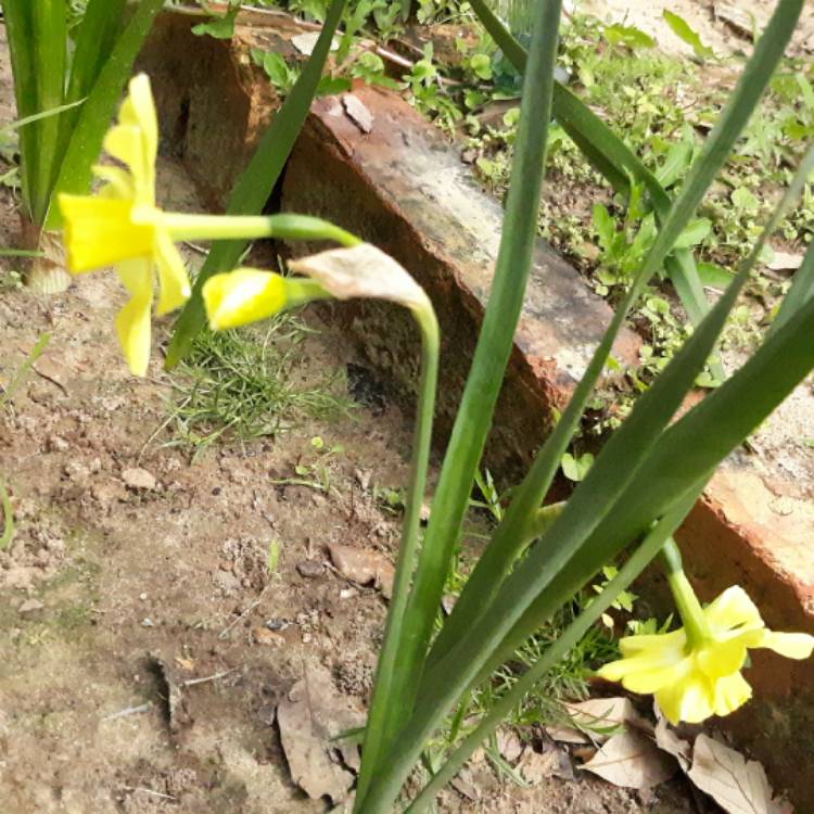 plant image 1274622 plant image 1274622