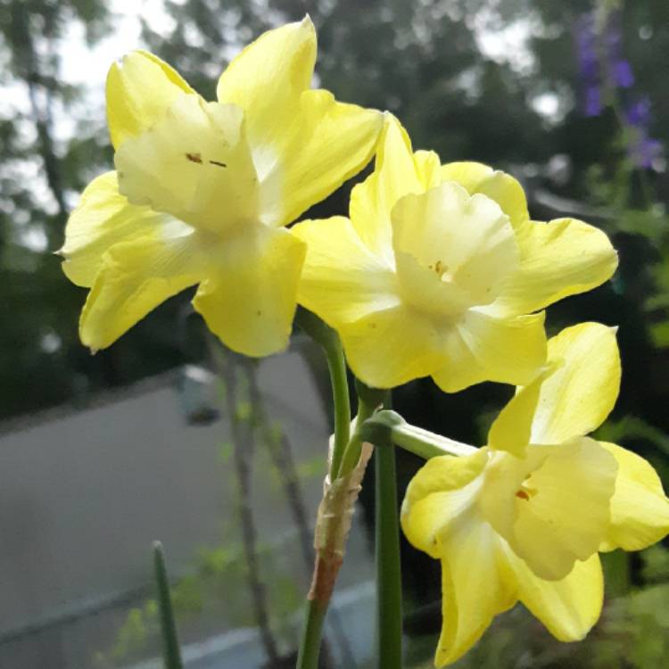 plant image 1274623 plant image 1274623