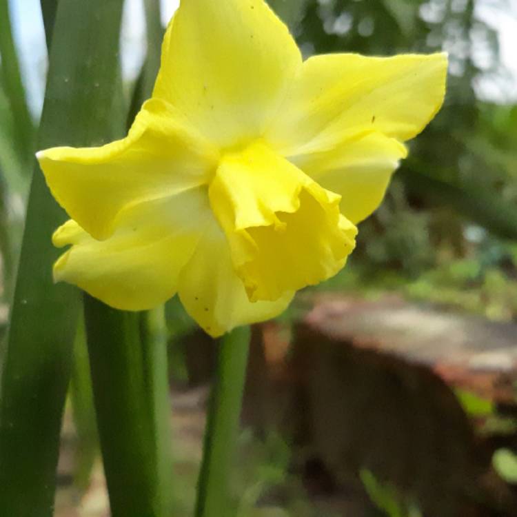 plant image 1274635 plant image 1274635