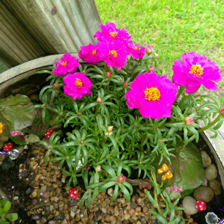 plant image 409431