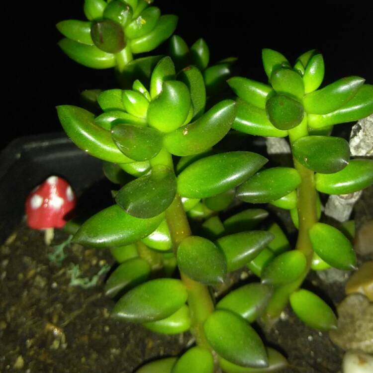 Plant image xSedeveria Jet Beads