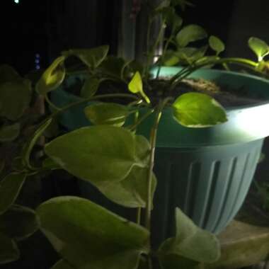 Vinca major 'Variegata'