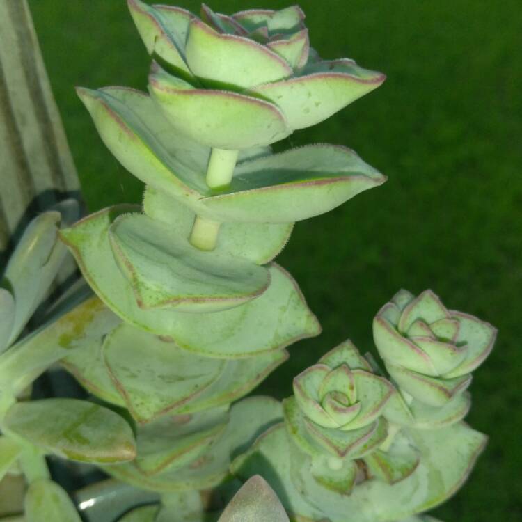 plant image 439032 plant image 439032