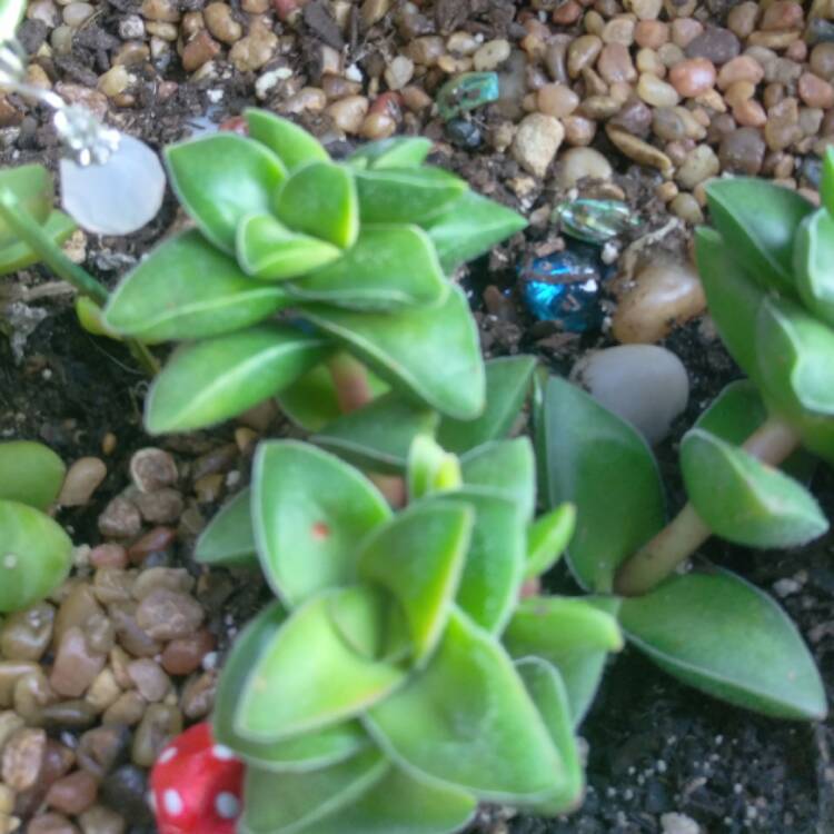 plant image 440835