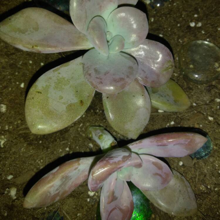 plant image 442136