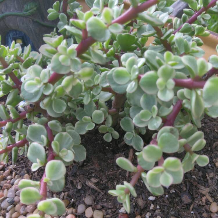 plant image 447674 plant image 447674