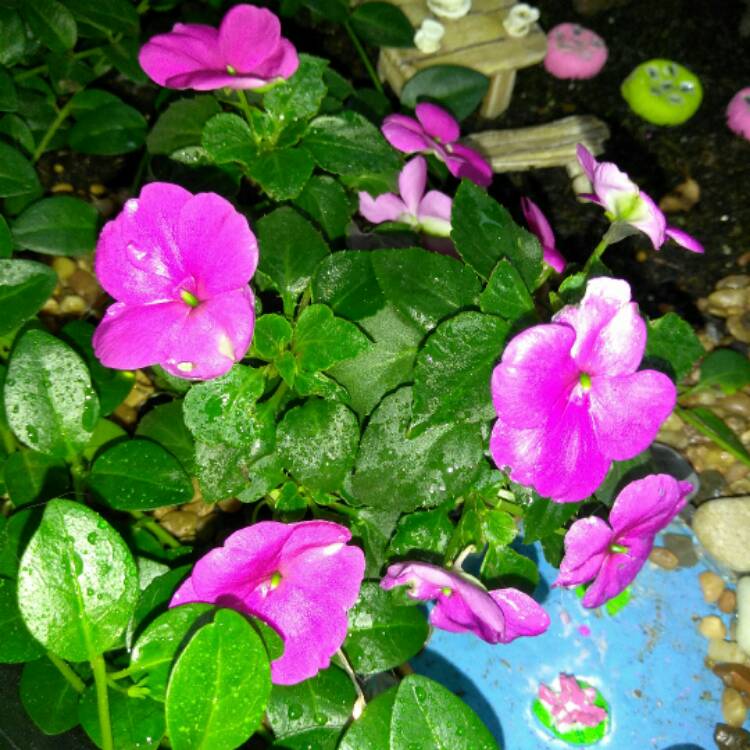 plant image 447718 plant image 447718