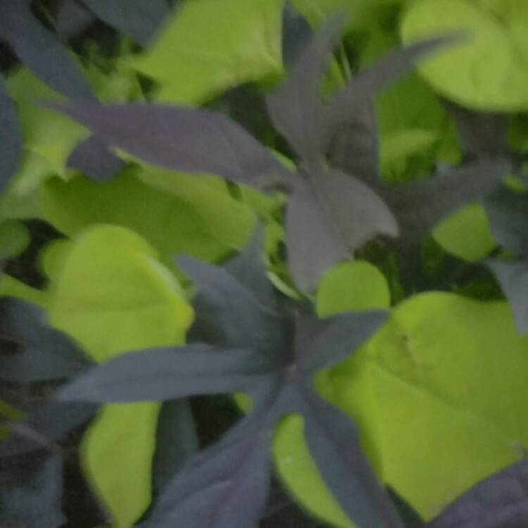 plant image 460427