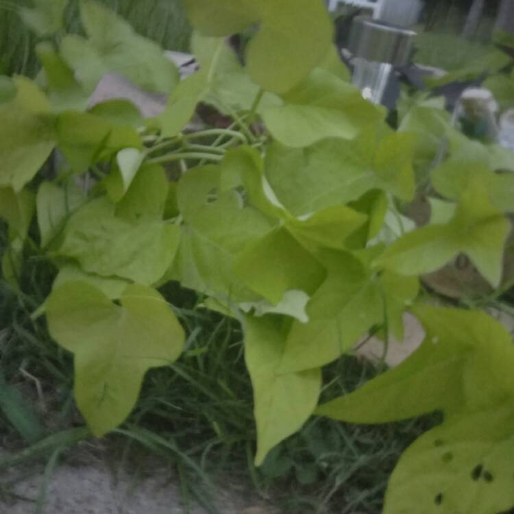 Plant image Ipomoea Batatas 'Sweet Caroline Green'