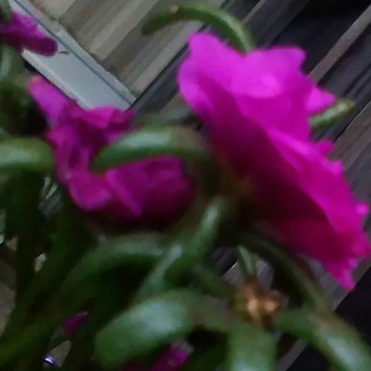 plant image 468430