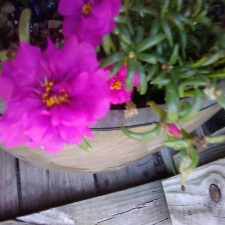 plant image 469234