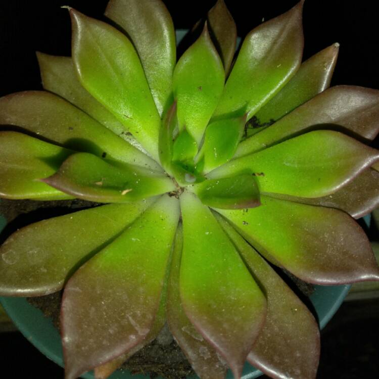 plant image 476213 plant image 476213