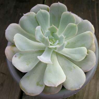 Echeveria Elegans