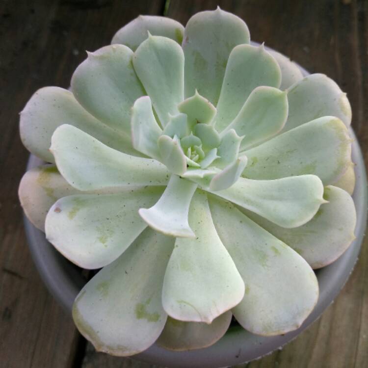 plant image 476215