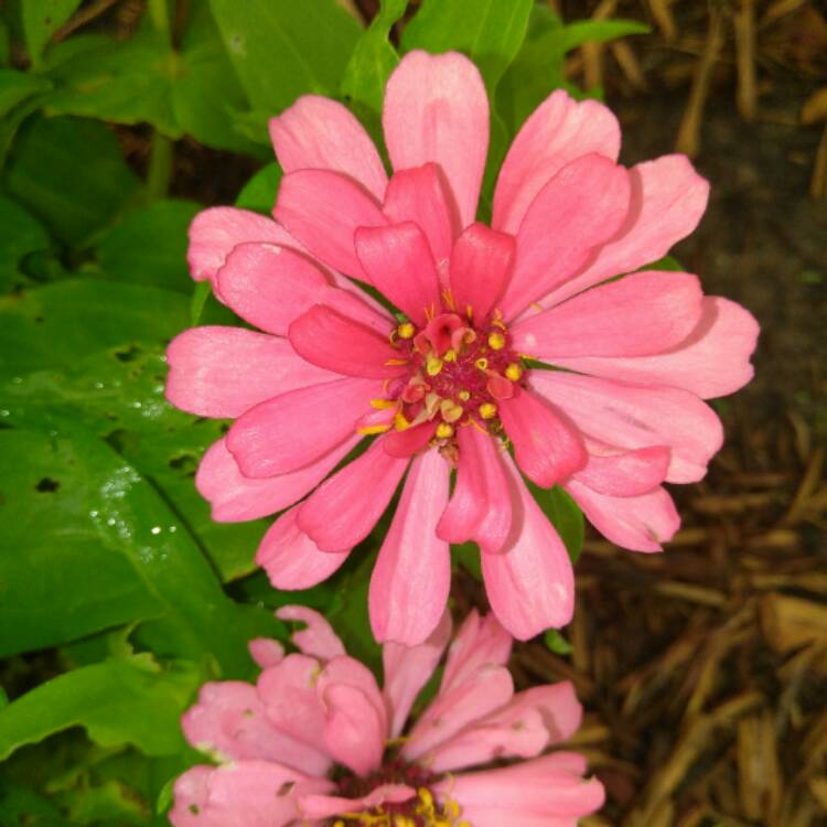 plant image 481681 plant image 481681