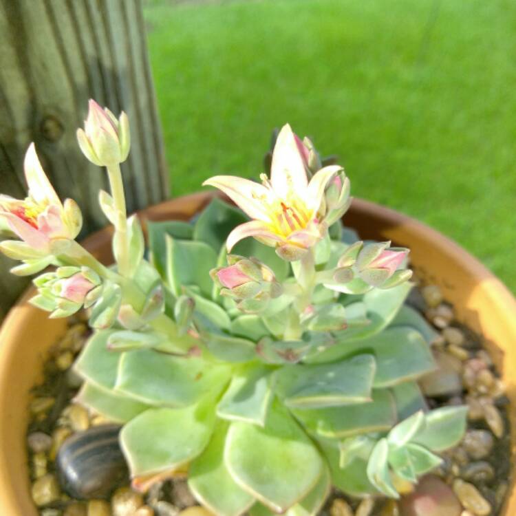plant image 488548 plant image 488548