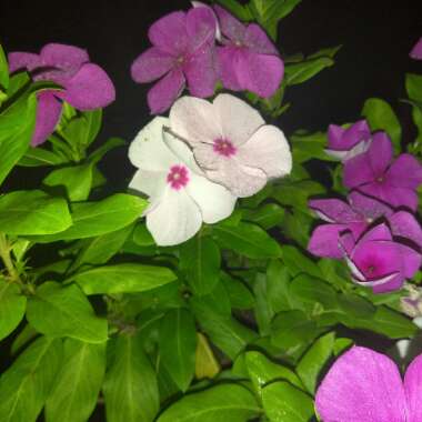 Vinca major
