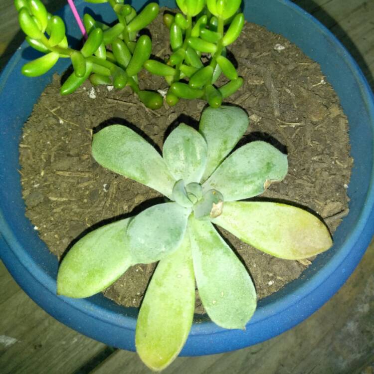 plant image 492408
