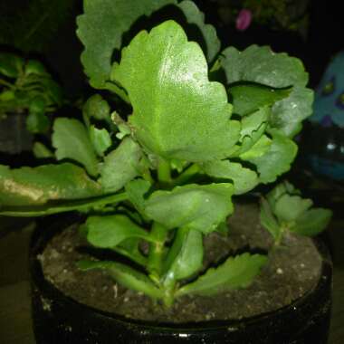 Kalanchoe Blossfeldiana 'Yellow'