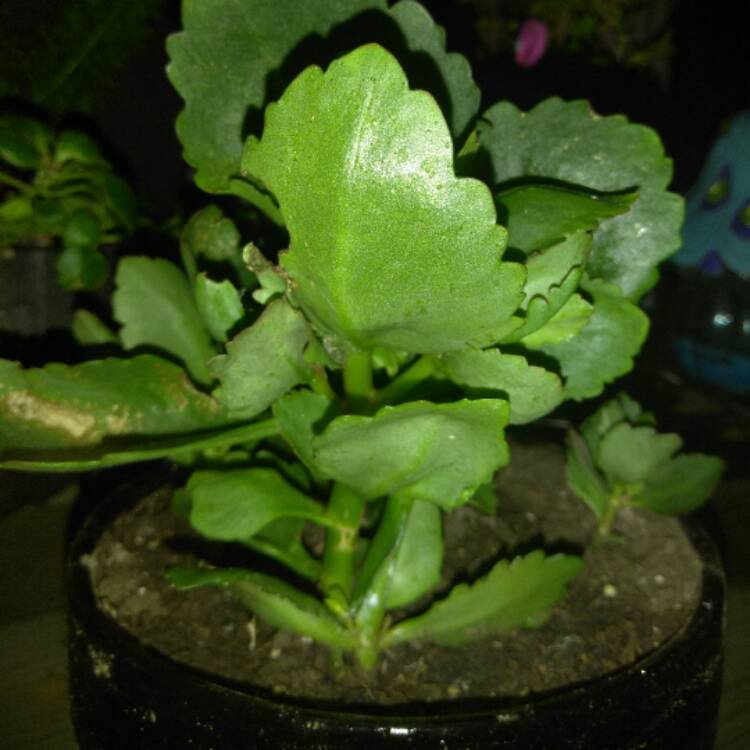 plant image 496652