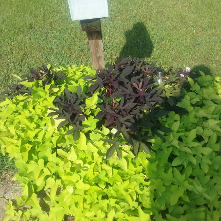 Plant image Ipomoea Batatas 'Sweet Caroline Green'