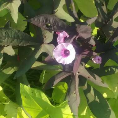 Ipomoea batatus 'Bright Ideas Black'
