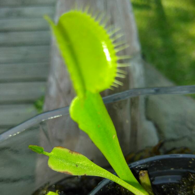 plant image 510844 plant image 510844