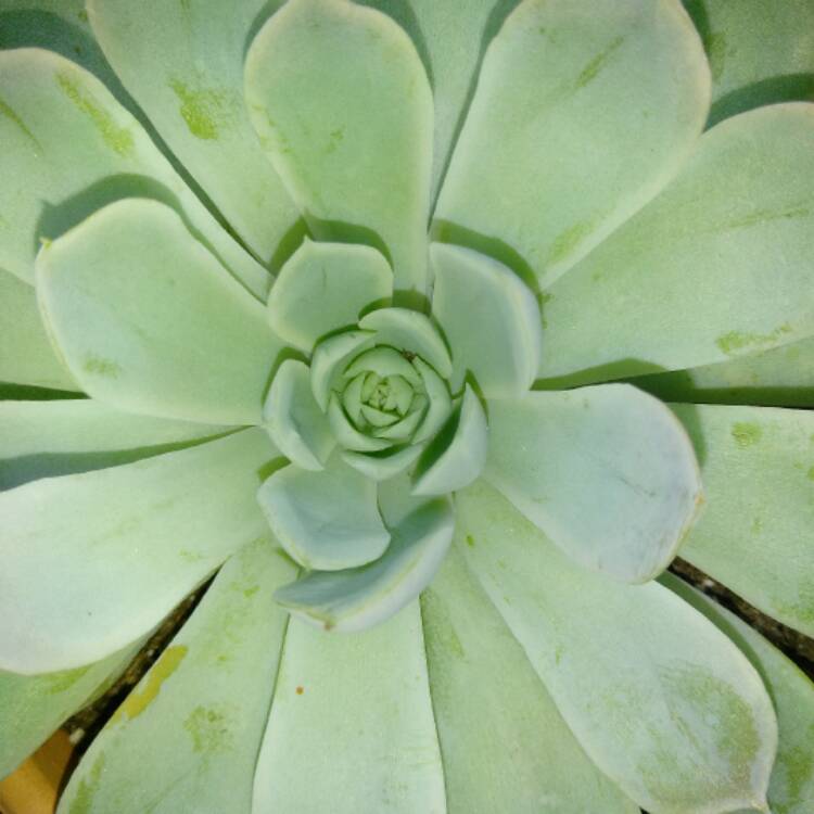 plant image 511027