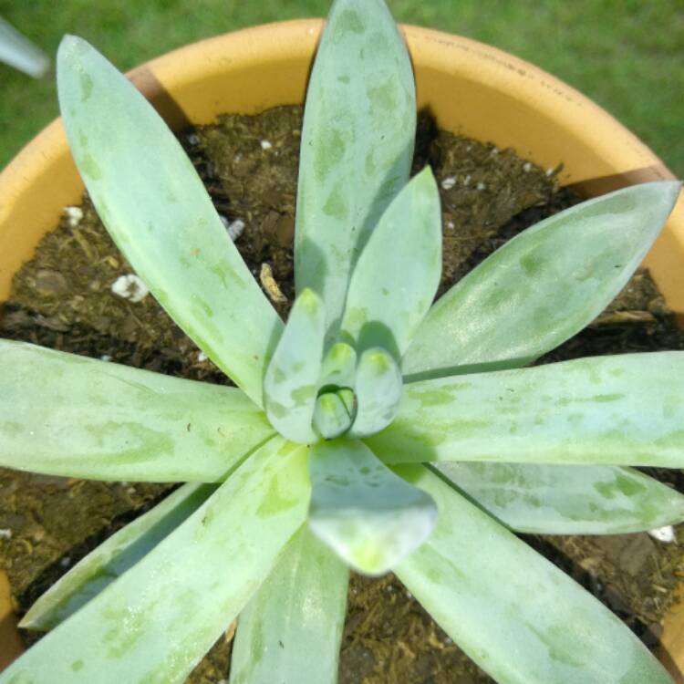 plant image 511030 plant image 511030