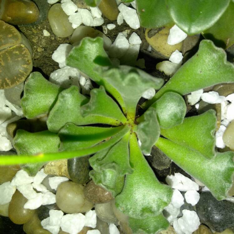 plant image 511034