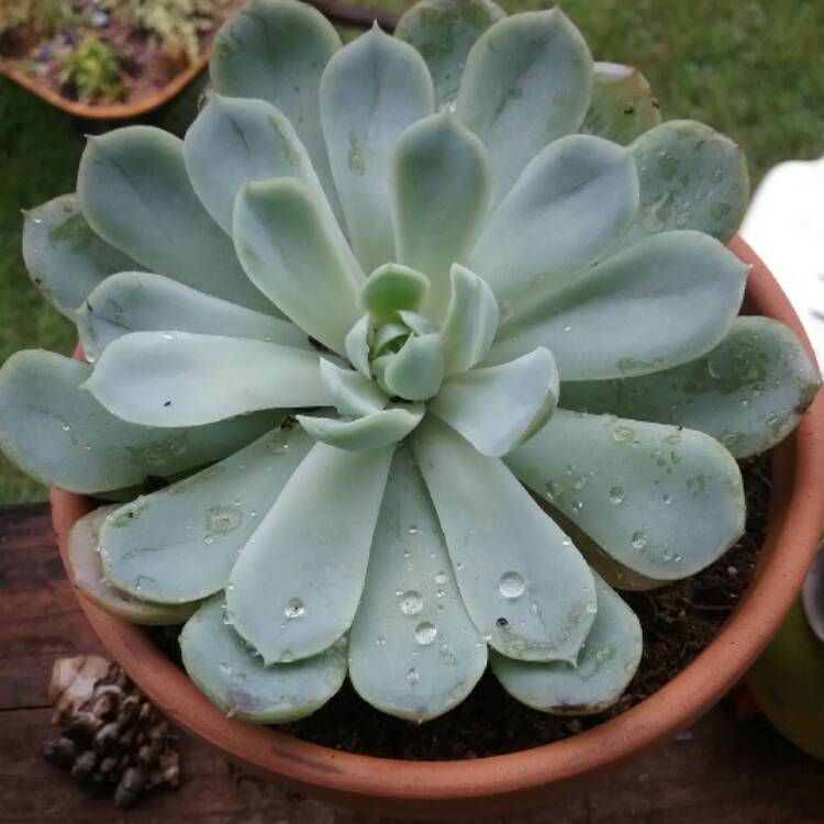 plant image 511090