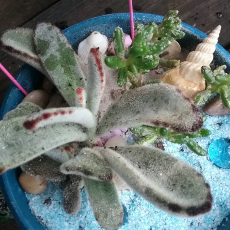 Plant image Kalanchoe tomentosa 'Black Tie'