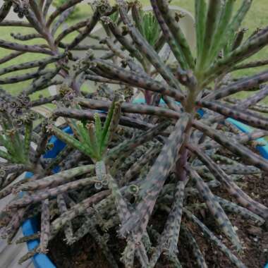 Kalanchoe Tubiflora (Bryophyllum delagoense)