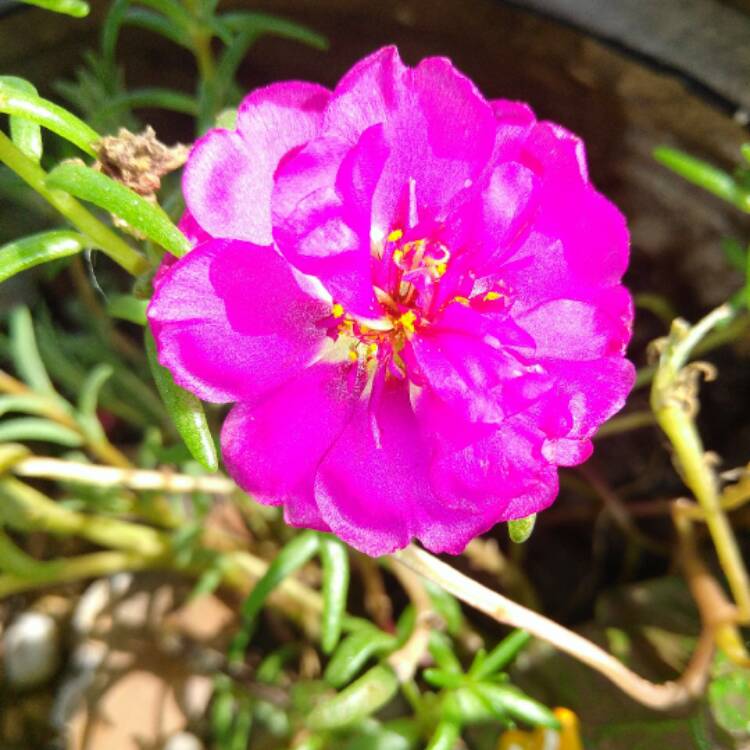 plant image 516425