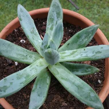 x Pachyveria glauca 'Little Jewel'