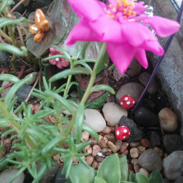plant image 519553