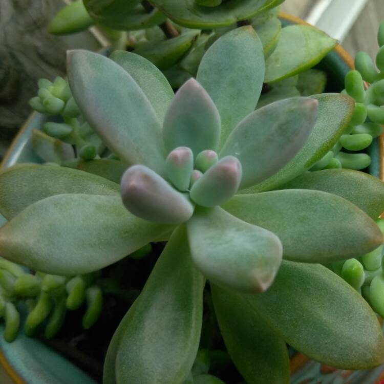Plant image x Pachyveria glauca 'Little Jewel'