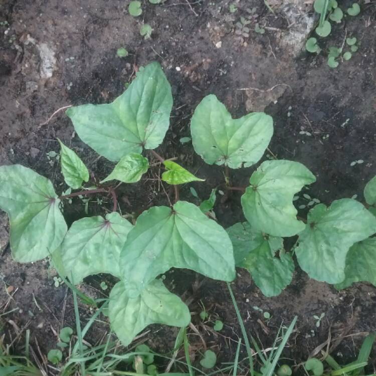 plant image 520108