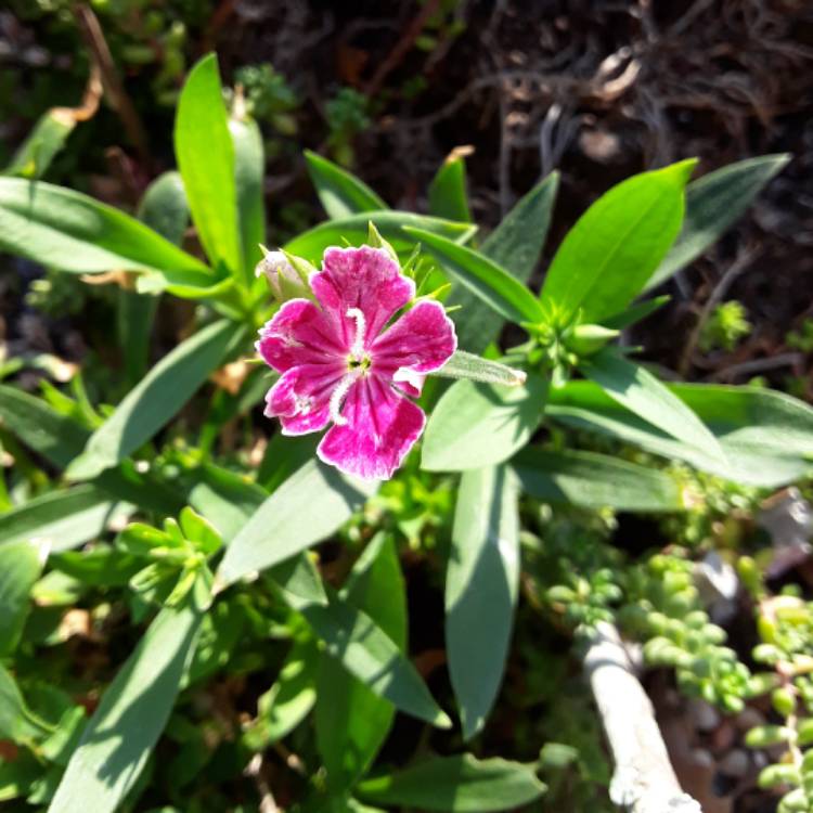 plant image 543400